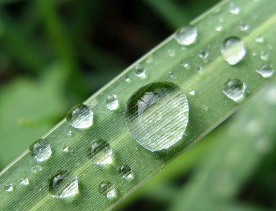 Waterdropongrass.jpg